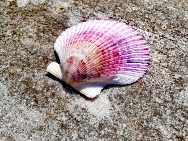 5 Cleaned natural Scallop shells from Spain, Fully prepared for use, Arts, Crafts, Handicrafts - Image 6