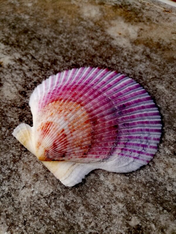 5 Cleaned natural Scallop shells from Spain, Fully prepared for use, Arts, Crafts, Handicrafts - Image 7