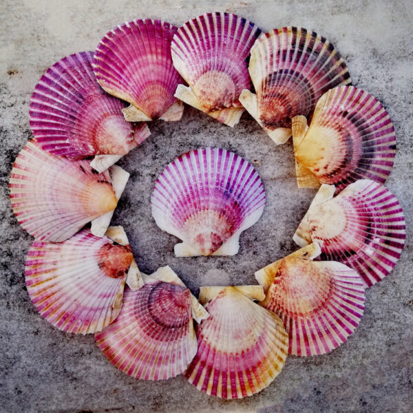 5 Cleaned natural Scallop shells from Spain, Fully prepared for use, Arts, Crafts, Handicrafts