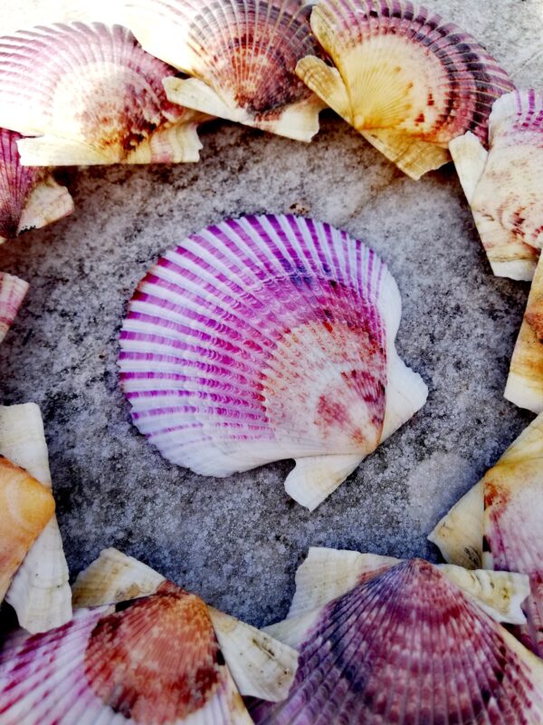 5 Cleaned natural Scallop shells from Spain, Fully prepared for use, Arts, Crafts, Handicrafts - Image 3