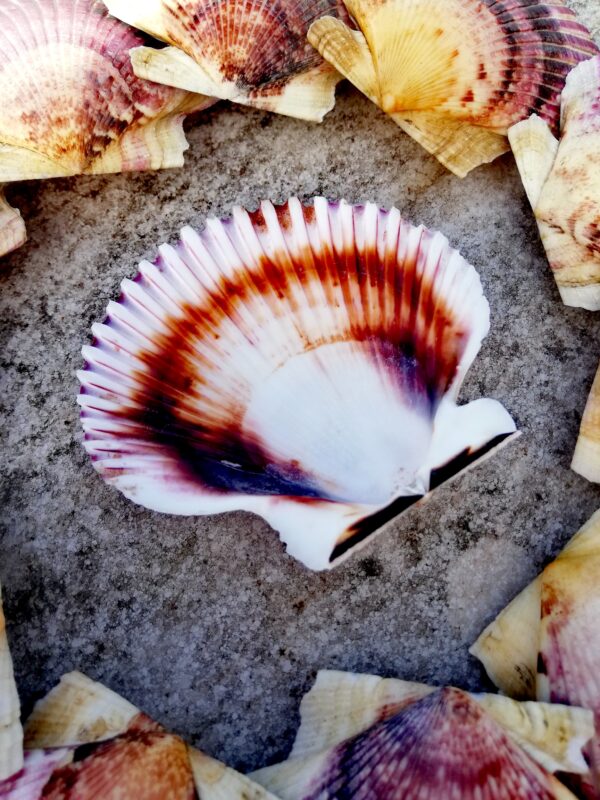 5 Cleaned natural Scallop shells from Spain, Fully prepared for use, Arts, Crafts, Handicrafts - Image 4