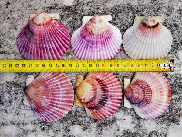 5 Cleaned natural Scallop shells from Spain, Fully prepared for use, Arts, Crafts, Handicrafts - Image 10