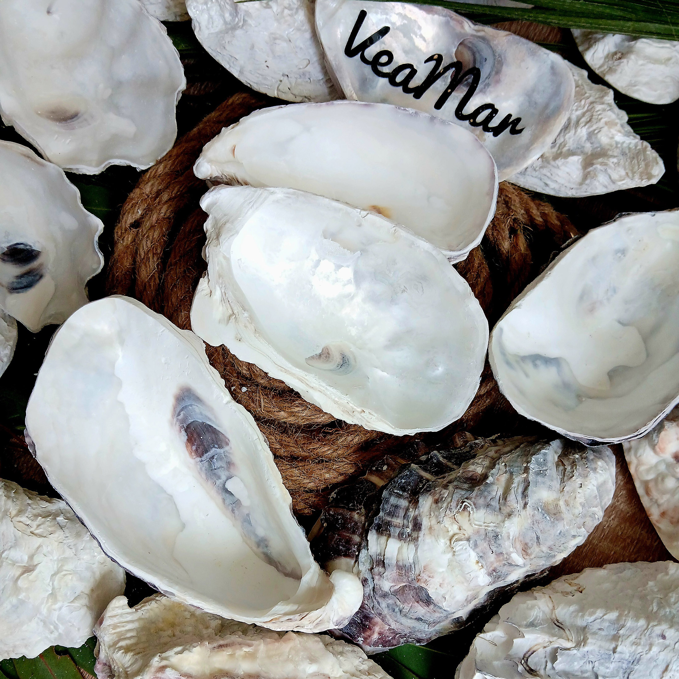 Recycler les coquilles d'huîtres : astuces et bons gestes