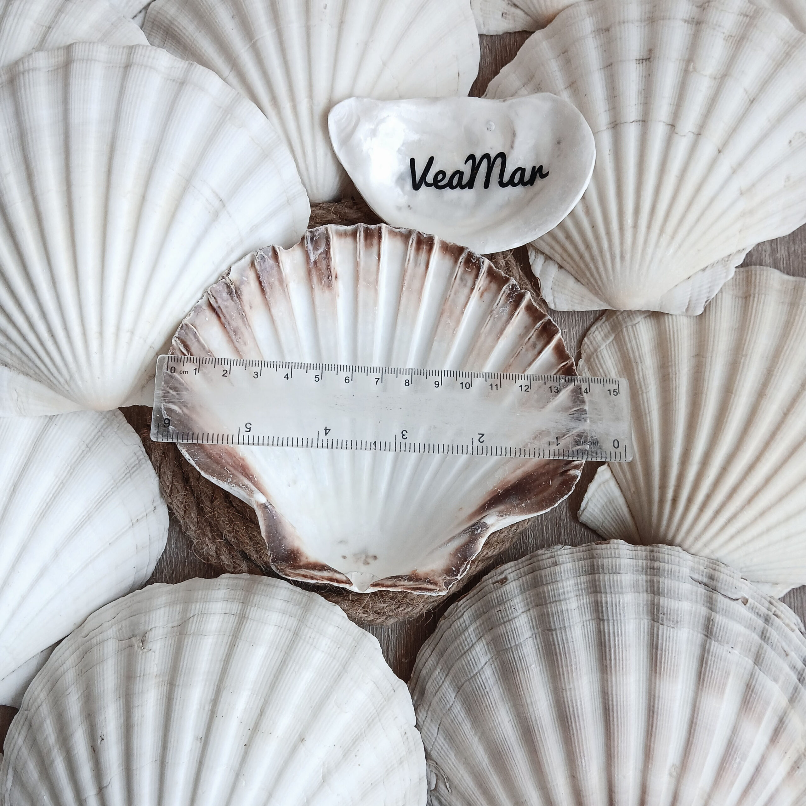 Large White Scallop Shells 13–14 cm (5.1–5.5 in) – Cleaned Bulk