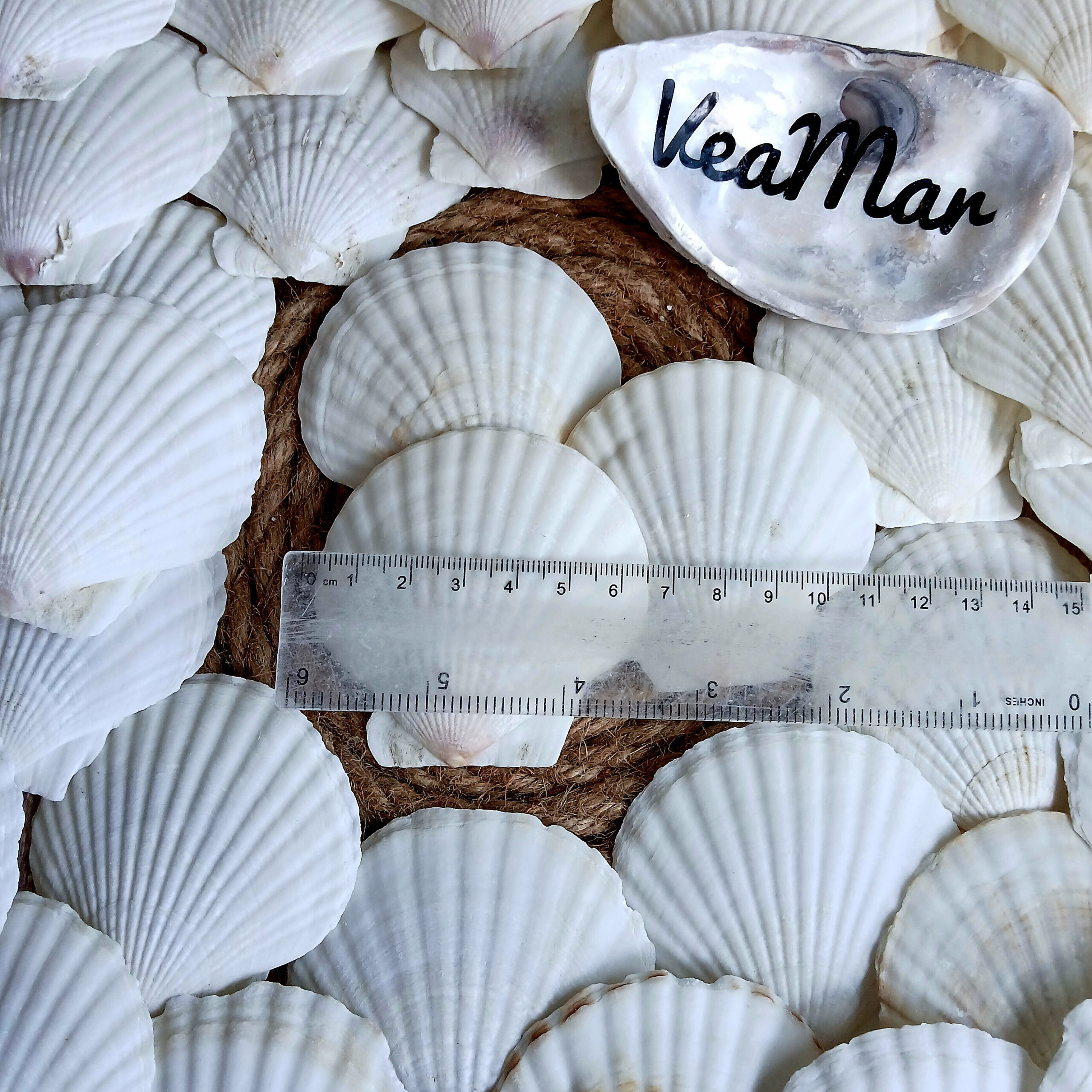 Small White Scallop Shells 6–7 cm (2.4–2.8 in) – Cleaned Bulk with