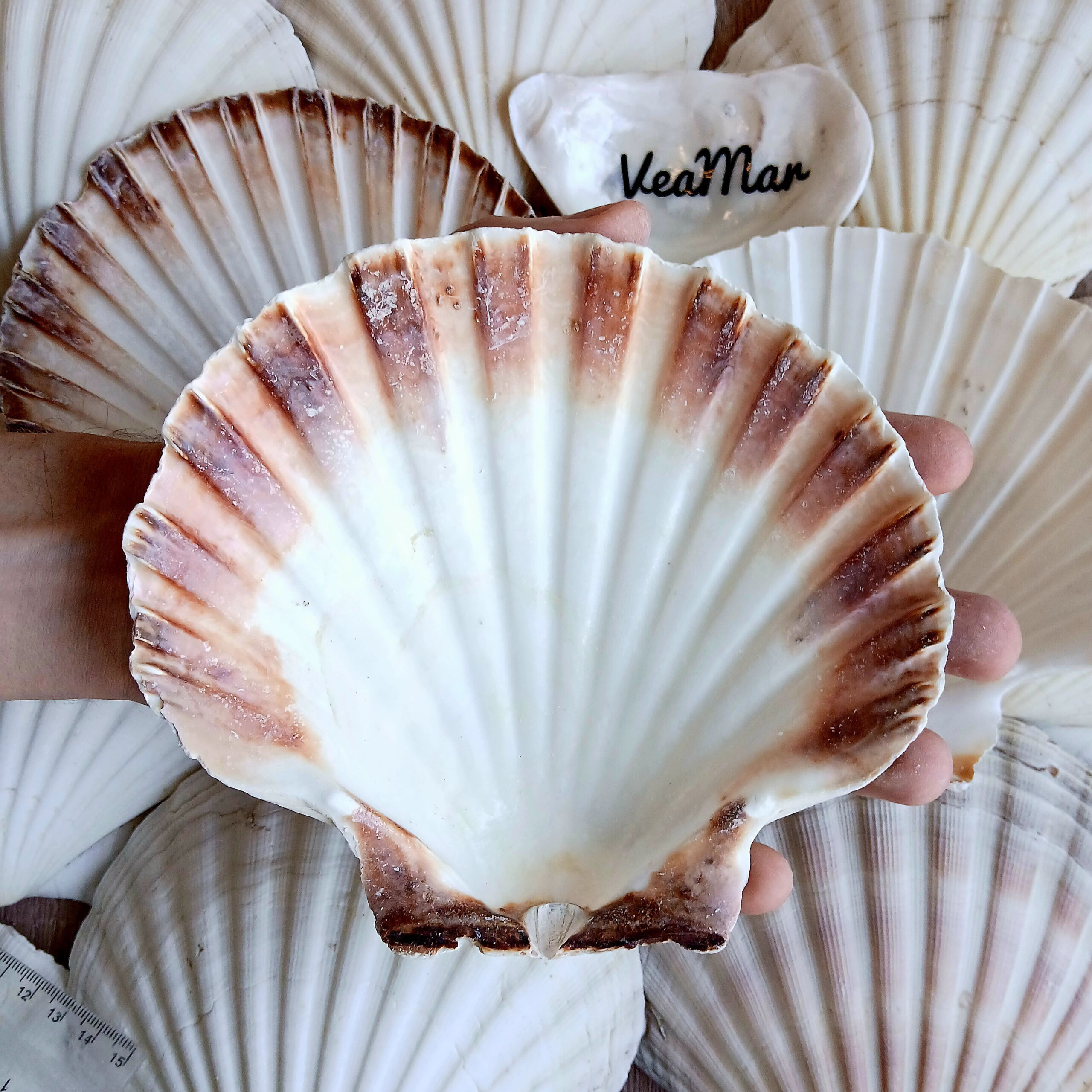 Large White Scallop Shells 13–14 cm (5.1–5.5 in) – Cleaned Bulk
